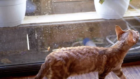 Devon Rex Cat by the Window Stock Footage 293162796
