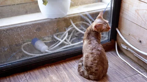 Devon Rex Cat by Window, Turning Head Stock-Footage 293164830