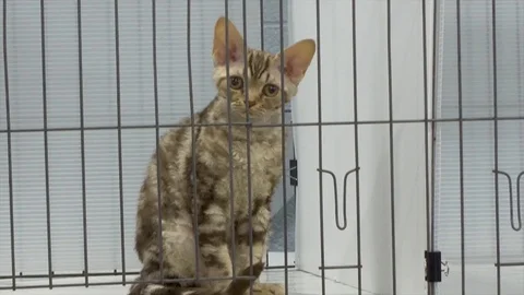 Devon Rex kitten in a cage at cat show Stock-Footage 80393184