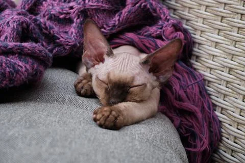 Devon Rex kitten. Devon rex cat sleeping on bed Stock Photos