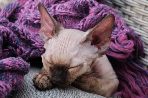 Devon Rex kitten. Devon rex cat sleeping on bed Stock Photos