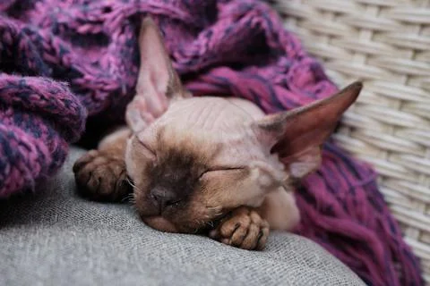 Devon Rex kitten. Devon rex cat sleeping on bed Stock Photos