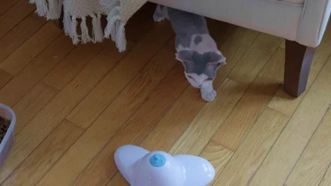 Devon rex kitten Stock Footage 282733991