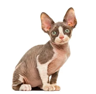 Devon Rex kitten isolated on white Stock Photos