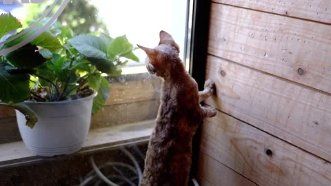 Devon Rex Kitten Looking Out Window Stock-Footage 293167890