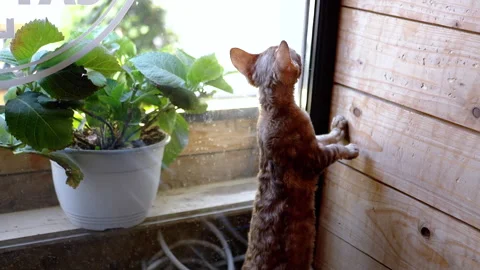 Devon Rex Kitten Scratching Wall Stock Footage 293167512