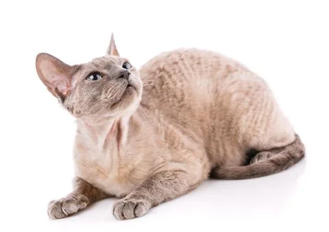 Devon Rex kitten on a white Stock Photos