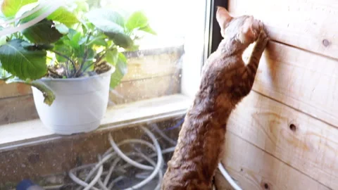 Devon Rex Kitten by the Window Video stock 293174152