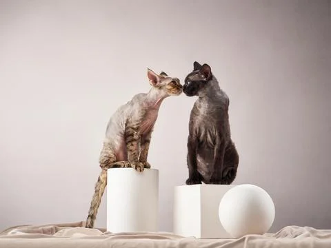 Devon Rex kittens on a beige background. Pet in the photo studio Stock Photos