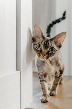 Devon Rex or Sphynx cat at home close-up with big ears and eyes looking at cam Stock Photos
