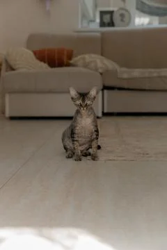 Devon Rex or Sphynx cat at home close-up with big ears and eyes looking at cam Stock Photos