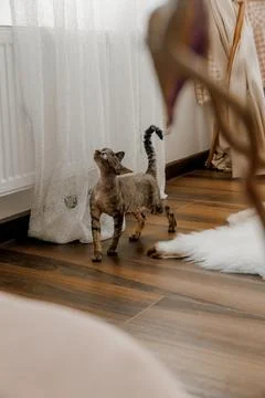 Devon Rex or Sphynx cat at home close-up with big ears and eyes looking at cam Stock Photos