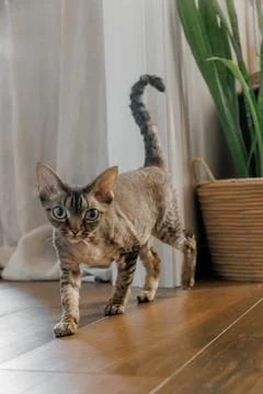 Devon Rex or Sphynx cat at home close-up with big ears and eyes looking at cam Stock Photos