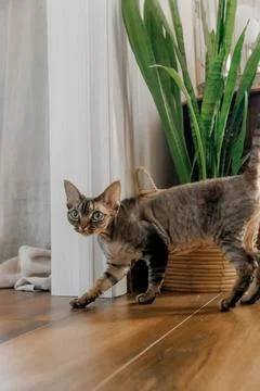 Devon Rex or Sphynx cat at home close-up with big ears and eyes looking at cam Stock Photos