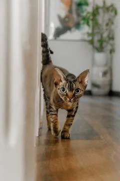 Devon Rex or Sphynx cat at home close-up with big ears and eyes looking at cam Foto stock