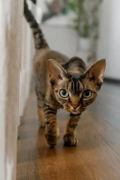 Devon Rex or Sphynx cat at home close-up with big ears and eyes looking at cam Stock Photos