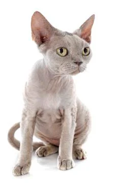 Devon rex Stock Photos