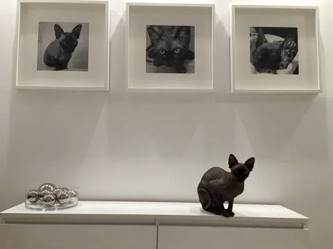 Devon Rex Stock Photos