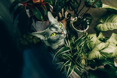 Devon Rex 스톡 사진