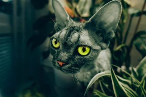 Devon Rex 스톡 사진