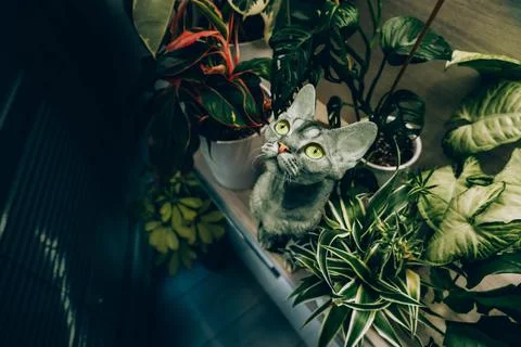 Devon Rex 스톡 사진