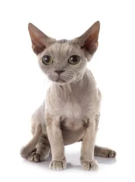 Devon rex Stockfoto's