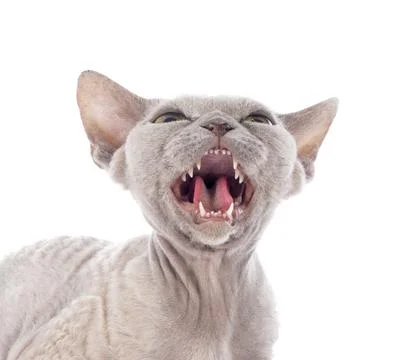 Devon rex Stockfoto's