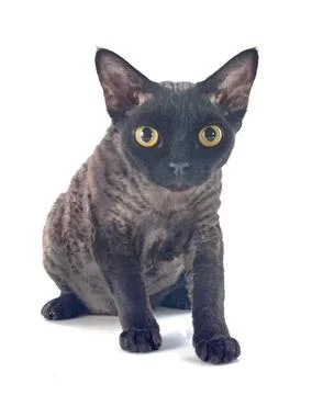Devon rex Stockfoto's