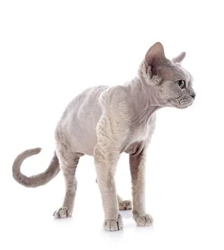 Devon rex Stockfoto's
