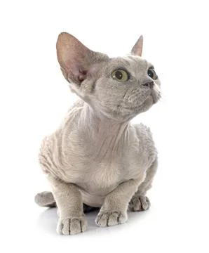 Devon rex Stockfoto's