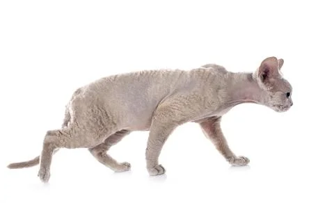 Devon rex Stockfoto's