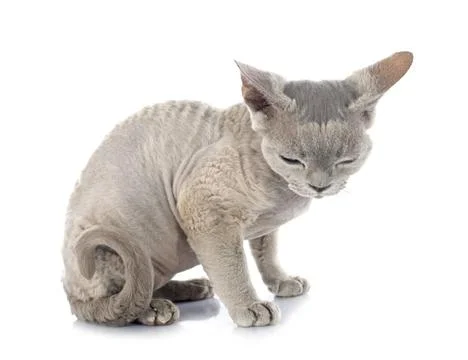 Devon rex Stockfoto's