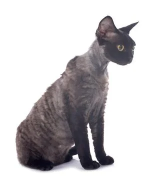 Devon rex Stockfoto's