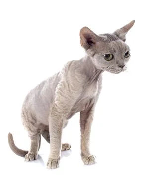 Devon rex Stockfoto's