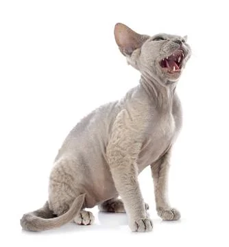 Devon rex Stockfoto's
