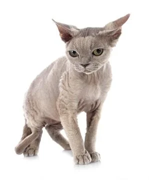 Devon rex Stockfoto's