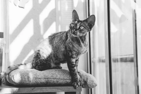 Devon Rex Portrait 스톡 사진