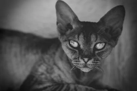 Devon Rex Portrait 스톡 사진