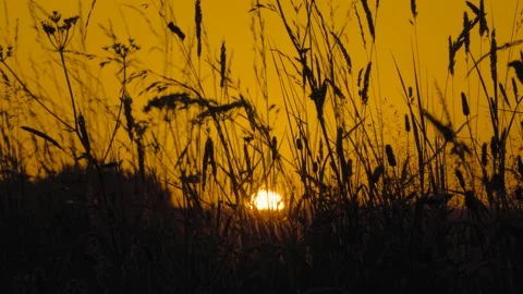 The Devon Sunset Shines through Tall Grass on the Great Torrington Commons Stock Footage 262467269