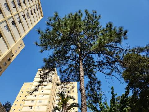 Devonian pine tree in Sao Paulo, Brazil - Dec 2023 Stock Photos