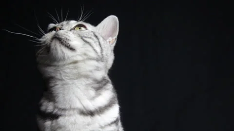 A Devonshire Black and white cat looks up Stock Footage 35479320