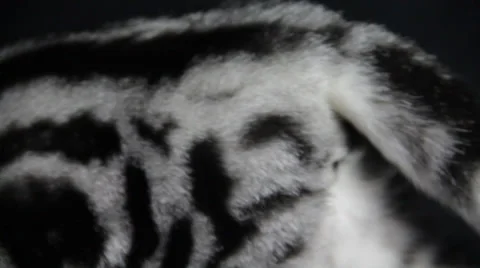 A Devonshire cat with a lovable face playing happy with somebody Stock Footage 35531247