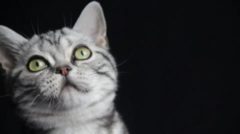 Devonshire cat watching something eagerly Stock Footage 35479497