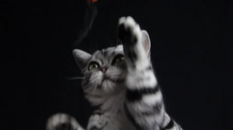 A Devonshire kitten plays and enjoys with somebody Stock Footage 35479830