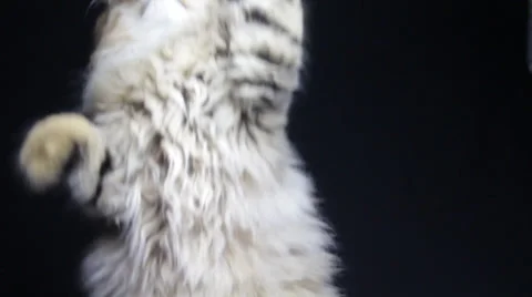 A Devonshire kitten plays with the puppet in a dark area Video stock 35485370