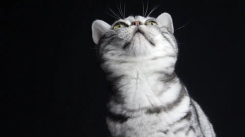 Devonshire striped cat plays and jumps on a black background Stock Footage 35479903