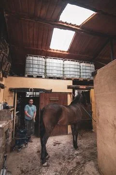 A devoted farmer surrounded by his horses in a warm and rustic farm setting. Stock Photos