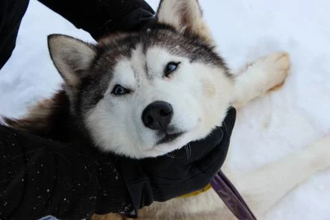 Devoted look Stock Photos