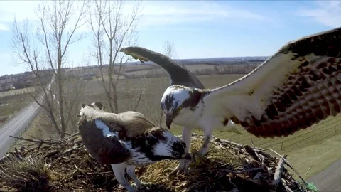 Devoted osprey brings his mate fish as she prepares to lay her eggs Vídeo Stock 272565345