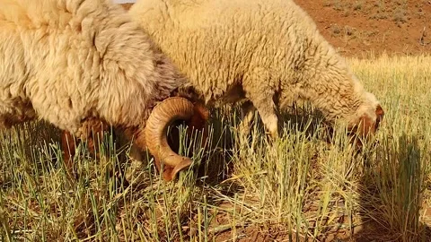 Devoted ram follows his ewe with deep love, a rare moment of wild passion Stock Footage 318549313